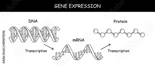 Molecular Structure Of DNA and RNA. Infographic Educational Vector Illustration