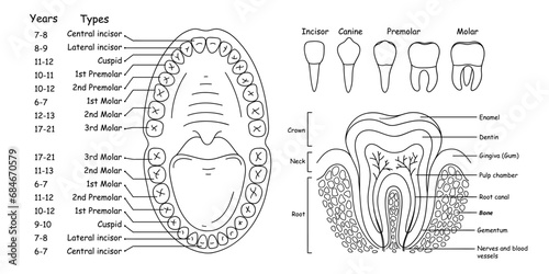 Set of anatomy of human teeth and jaws, arrangement of teeth in people - adults and children, set of vector illustrations in doodle style
