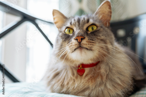 portrait purebred gray cat with red heart pendant