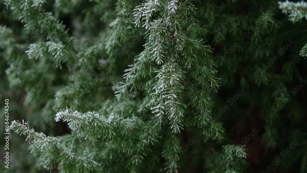 Frosty Fir Branches Beautiful Winter Background. Close Up Macro. Christmas Time. Snowy Spruce Needles Backdrop. Iced Forest Closeup. Winter Nature. High Quality footage. Coniferous Tree with Hoarfrost Frosty Fir Branches Beautiful Winter Background. Close Up Macro. Christmas Time. Snowy Spruce Needles Backdrop. Iced Forest Closeup. Winter Nature. High Quality footage. Coniferous Tree with Hoarfrost