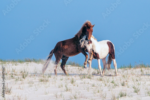 Horsing Around - A pair of wild ponies frolicking on a sand dune at the Assateague National Seashore.