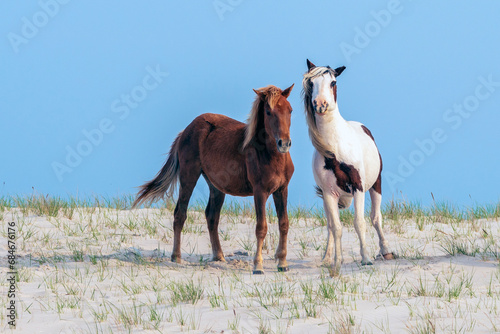 Wild Ponies - A pair of wild ponies standing on a sand dune at the Assateague National Seashore.