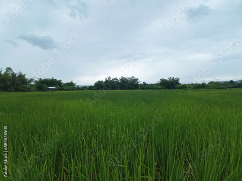 View wild, A beautiful summer rice field mountain sky background.Landscape trees © Apichai