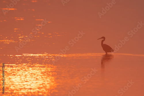 Silhouette of Western reef heron in the morning hours at Eker