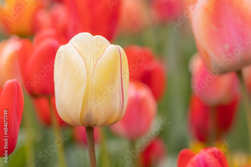 Tulpe gelb im Blumenbeet