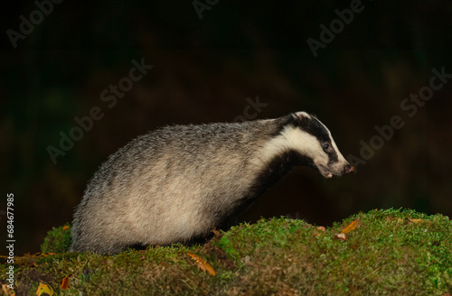 Badger, Scientific name: Meles meles. Alert, adult badger in Autumn, facing right on green moss with leaf on her snout. Horizontal. Space for copy.