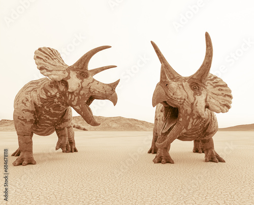 two triceratops are calling the others in the desert on the afternoon close up view
