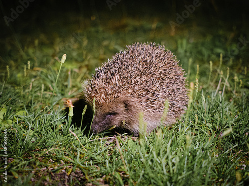 Hedgehog in a graden at night