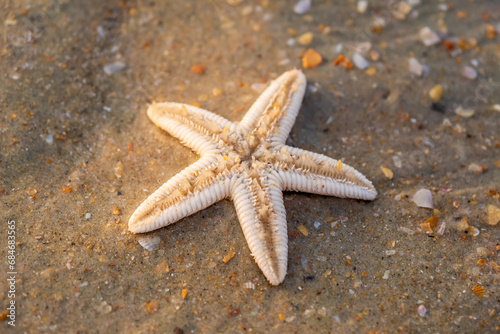 starfish lie on the sandy beach