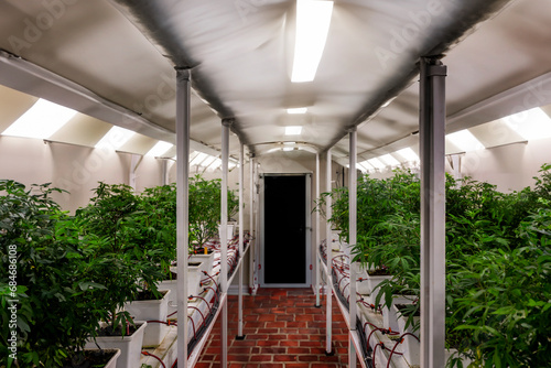 cannabis marijuana science lab farming for increse THC, CBD chemical on cannabis flower. © Yanukit