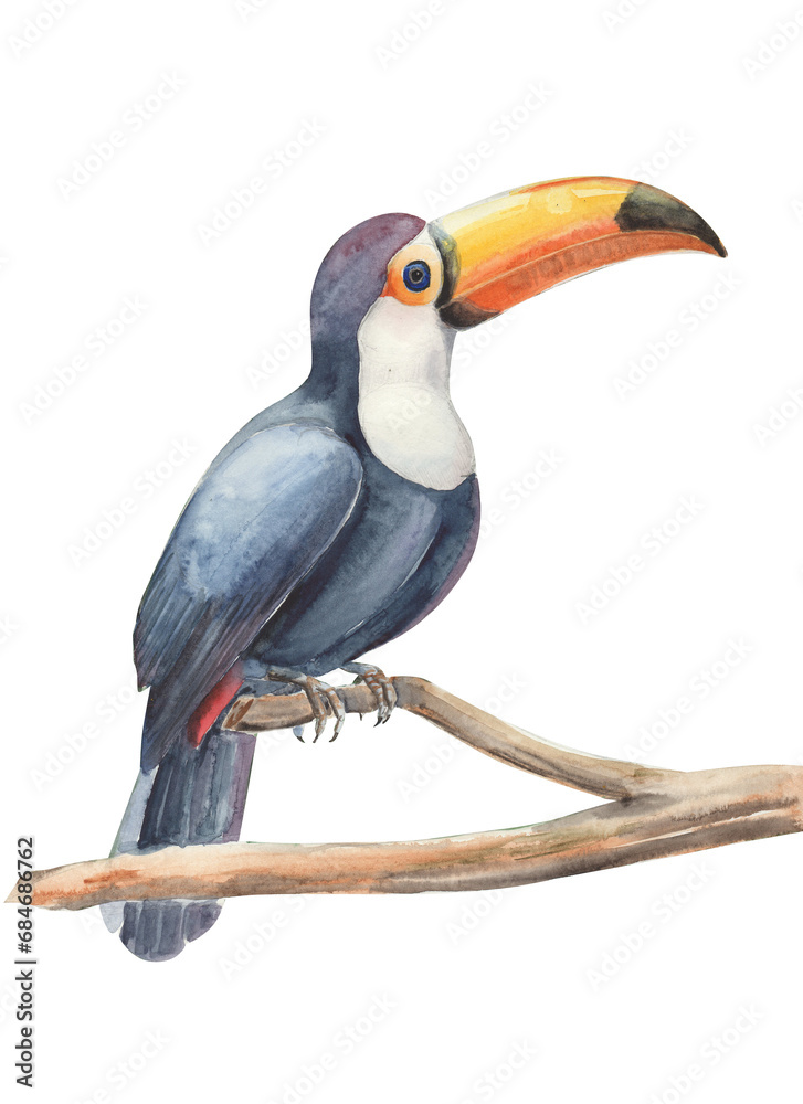 Obraz premium Watercolor bright realistic toucan isolated on white. Exotic tropical bird sitting on the branch.