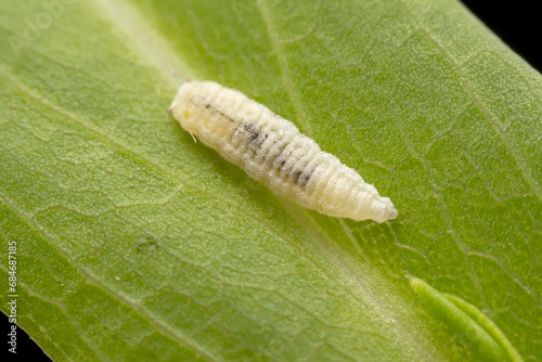 syrphid larva Inhabiting on the leaves of wild plants