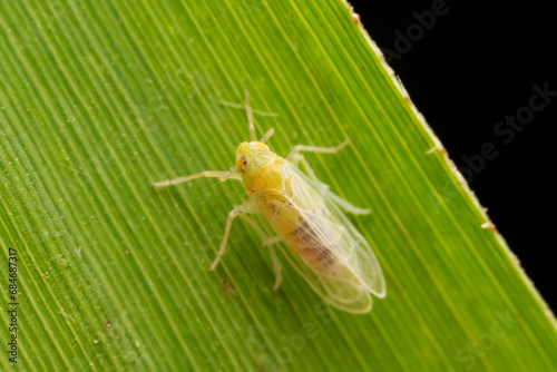 Planthopper inhabiting on the leaves of wild plants