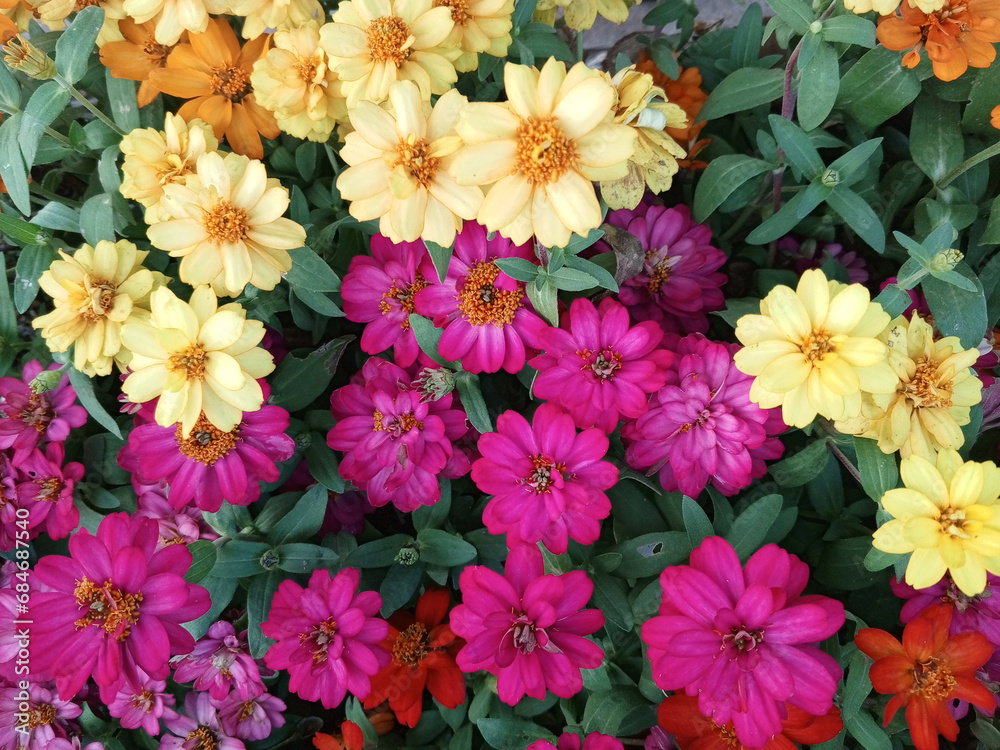 Mix Dwarf Zinnia , Pink Flower ,pink Flower , flower background , wallpaer flower Mix Dwarf Zinnia , Pink Flower ,pink Flower , flower background , wallpaer flower