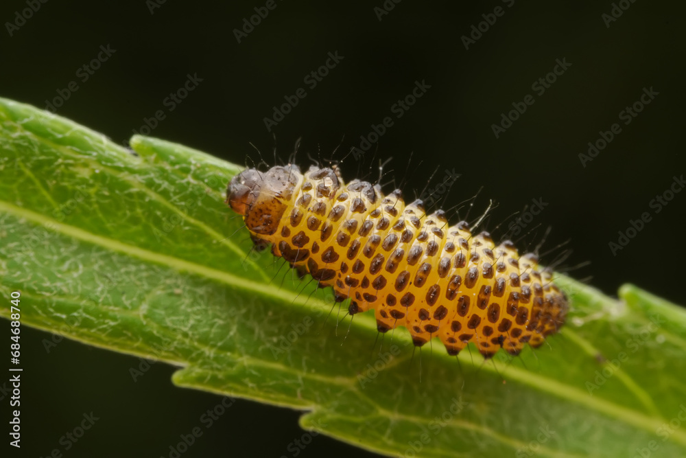 Leaf beetle larvae inhabiting on the leaves of wild plants Leaf beetle larvae inhabiting on the leaves of wild plants