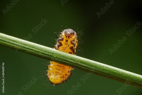 Leaf beetle larvae inhabiting on the leaves of wild plants