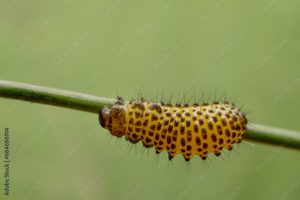 Leaf beetle larvae inhabiting on the leaves of wild plants