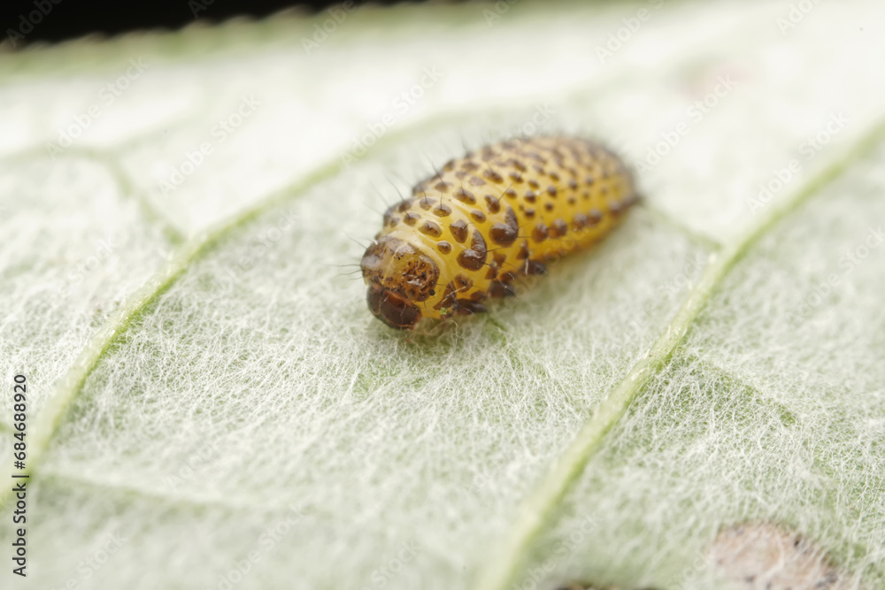 Leaf beetle larvae inhabiting on the leaves of wild plants Leaf beetle larvae inhabiting on the leaves of wild plants