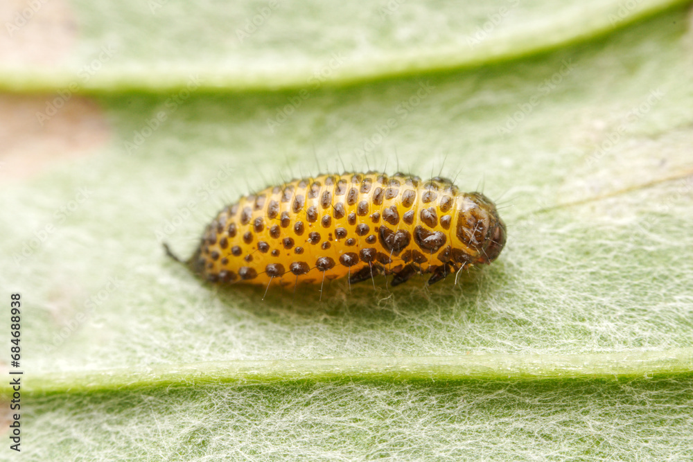 Leaf beetle larvae inhabiting on the leaves of wild plants Leaf beetle larvae inhabiting on the leaves of wild plants