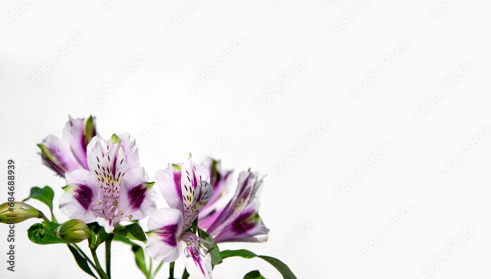 Bouquet of purple, alstroemeria on a white background. A delicate festive composition. Selective focus, copy space for your text. Background for a greeting card. Bouquet of purple, alstroemeria on a white background. A delicate festive composition. Selective focus, copy space for your text. Background for a greeting card.