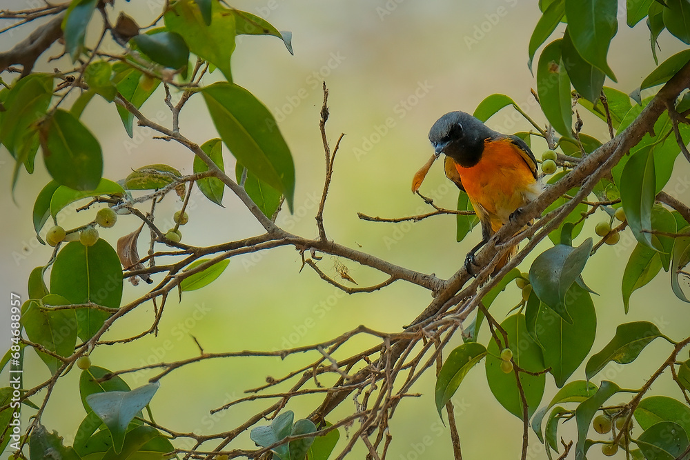 Male minivet perching the tree Male minivet perching the tree