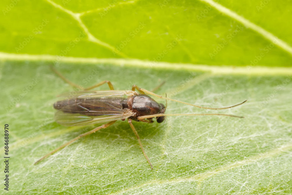 Chironomid mosquito inhabit the leaves of wild plants