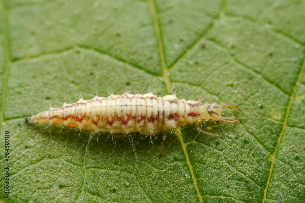 lacewing larvae inhabiting on the leaves of wild plants