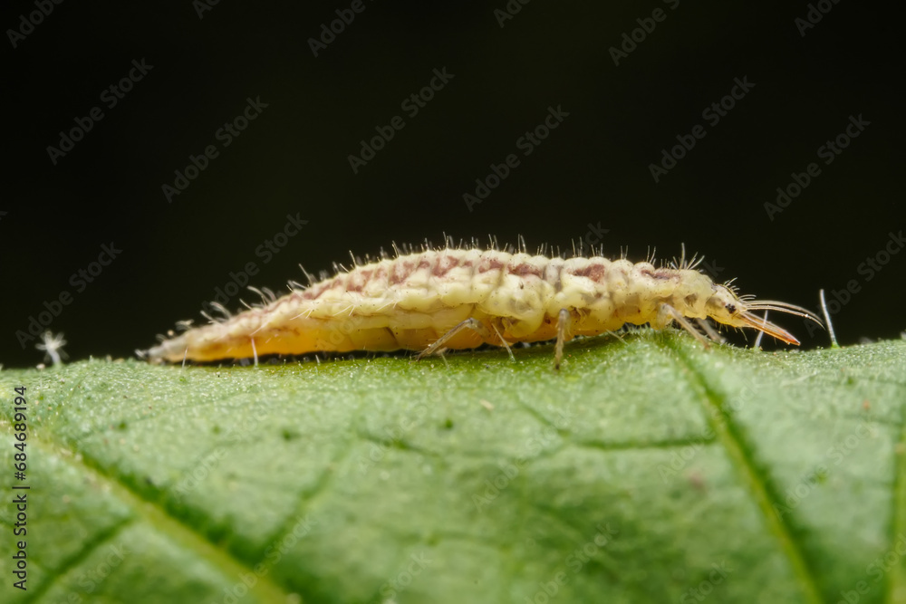 lacewing larvae inhabiting on the leaves of wild plants