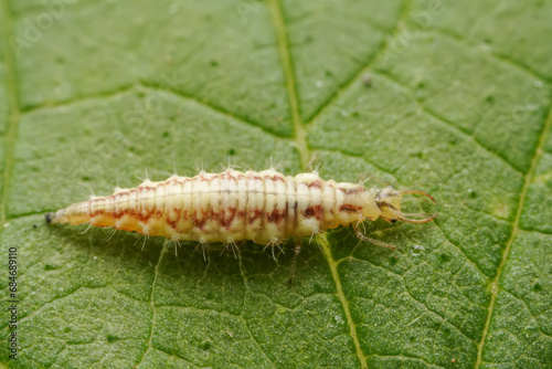 lacewing larvae inhabiting on the leaves of wild plants