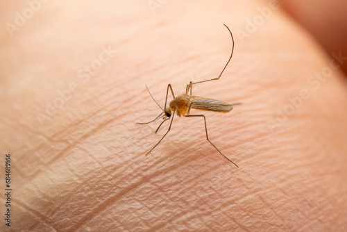 Mosquitoes suck blood on human skin