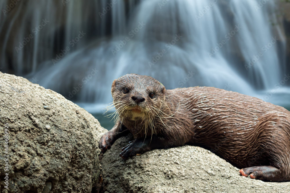 Wildlife delight otter lying on stone near river and waterfall as background Wildlife delight otter lying on stone near river and waterfall as background