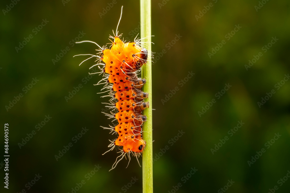 Silkworm moth larvae inhabiting on the leaves of wild plants Silkworm moth larvae inhabiting on the leaves of wild plants