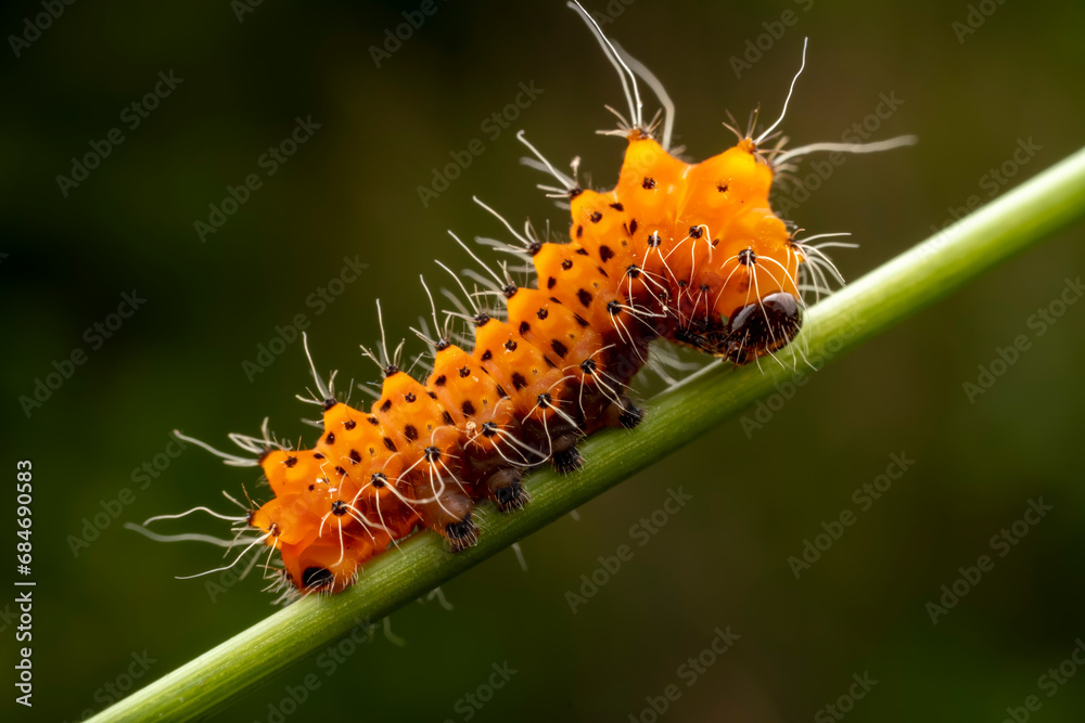 Fototapeta premium Silkworm moth larvae inhabiting on the leaves of wild plants