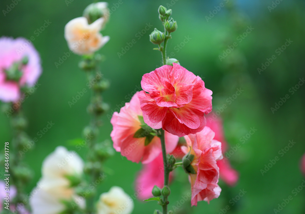 Beautiful hollyhock flowers in the park Beautiful hollyhock flowers in the park