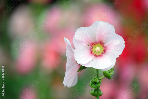 Beautiful hollyhock flowers in the park