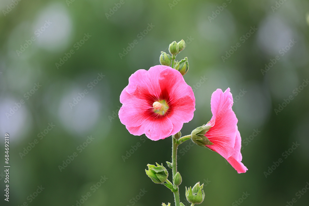 Obraz premium Beautiful hollyhock flowers in the park