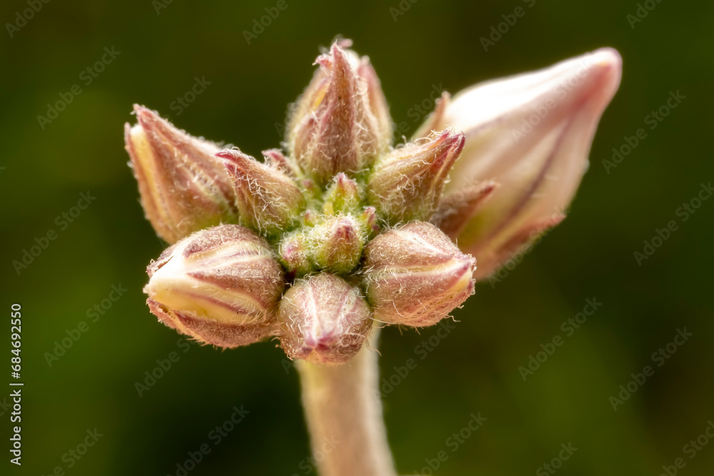 The flower buds of metaplexis japonica in the wild state The flower buds of metaplexis japonica in the wild state