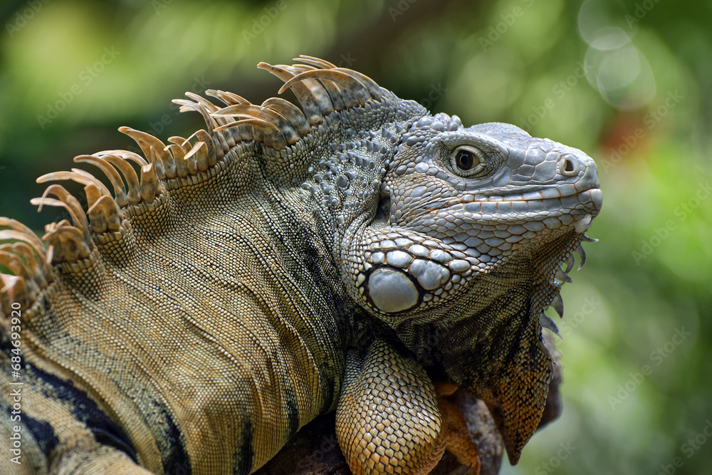 Obraz premium Green iguana - Iguana iguana