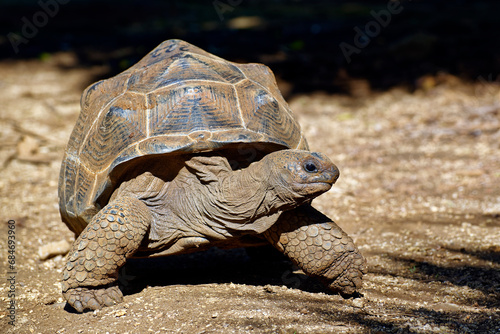 Aldabra giant tortoise - Aldabrachelys gigantea photo