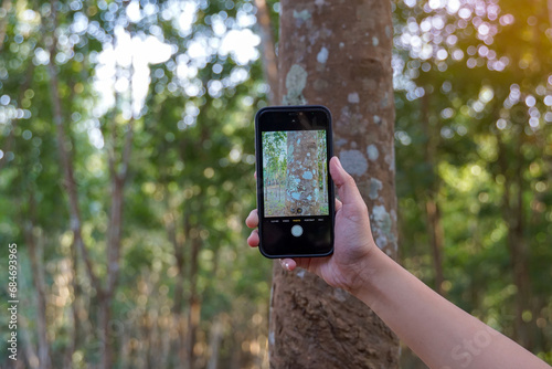 An Asian woman uses a camera phone to take pictures of lichens clinging to palm trunks for study. Lichens appear as stains on the bark of trees caused by mutualism. of fungi and algae.