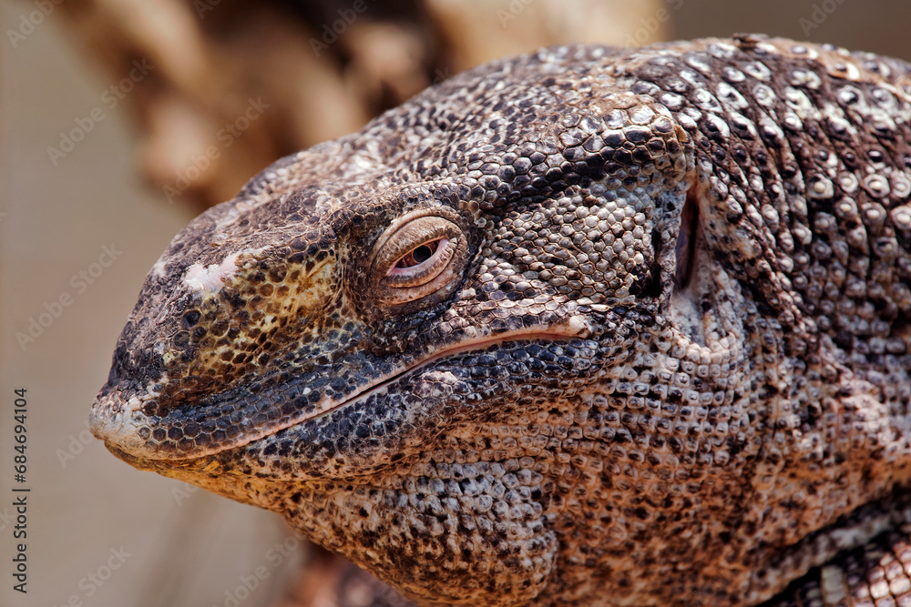 Obraz premium Black-throated monitor - Varanus albigularis microstictus
