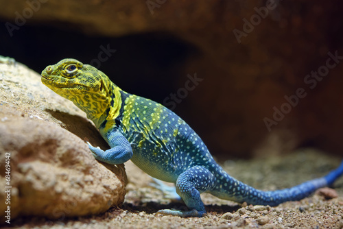 Common collared lizard (male) - Crotaphytus collaris