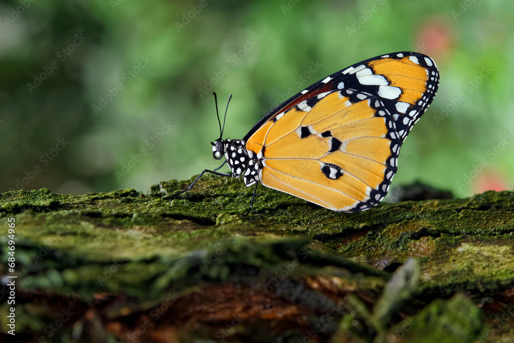 Obraz premium Plain tiger butterfly - Danaus chrysippus
