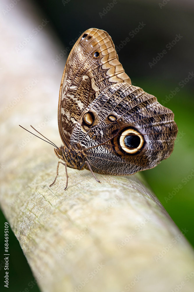 Fototapeta premium Owl butterfly (or forest giant owl) - Caligo eurilochus