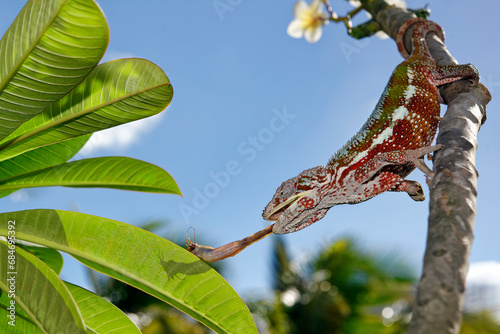 Panther chameleon (male) - Furcifer pardalis photo