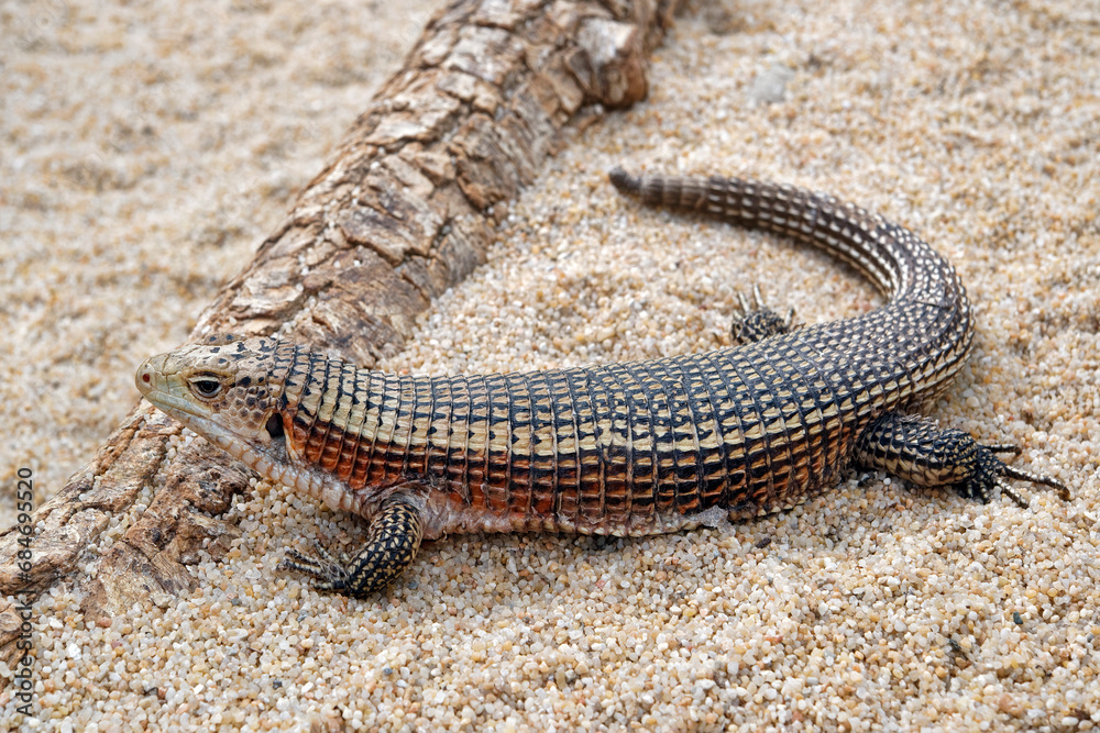 Obraz premium Giant plated lizard - Gerrhosaurus validus