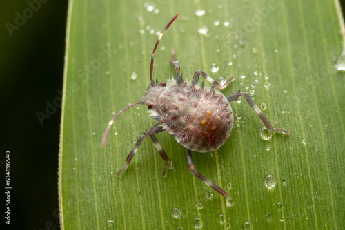 The stinkbug family insects inhabit wild plants