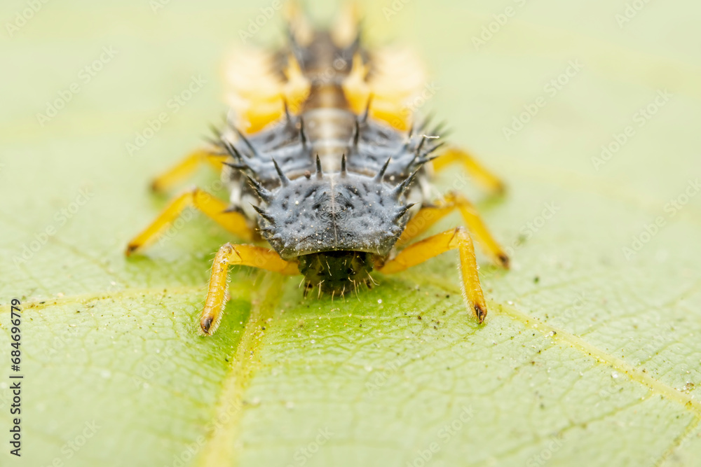 Obraz premium Ladybug larvae inhabit the leaves of wild plants