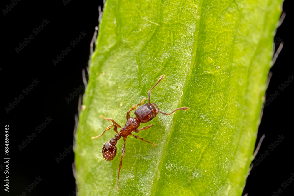 ant inhabiting on the leaves of wild plants ant inhabiting on the leaves of wild plants