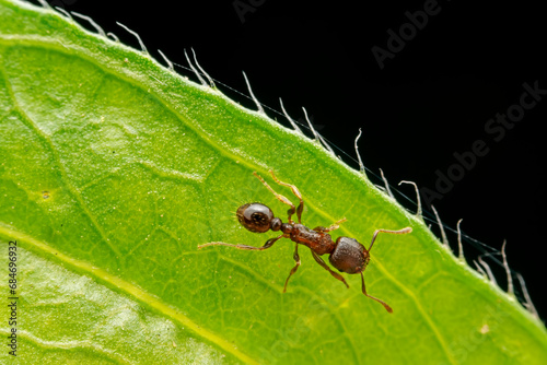 ant inhabiting on the leaves of wild plants © zhang yongxin